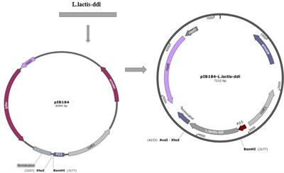 Effect of D-Ala-Ended Peptidoglycan Precursors on the Immune Regulation of Lactobacillus plantarum Strains